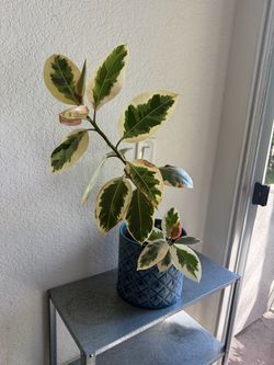 Home plant in beautiful, decorative pot