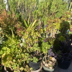 Asstd Plants 