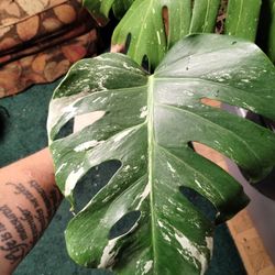 Monstera Albo Cuttings 