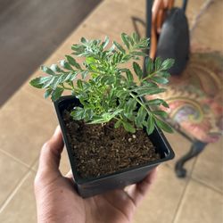 Marigold Plant