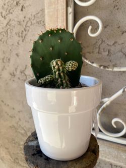 Cutie Two Live Cactus Potted in White Ceramic Planter