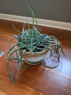Free plant in pot