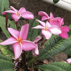 Plumeria cuttings 