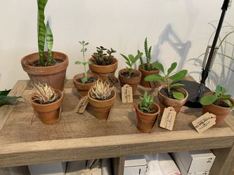 Various succulent plants