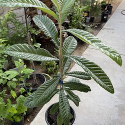 Fast Growing Loquat Japanese Fruit Tree Organic