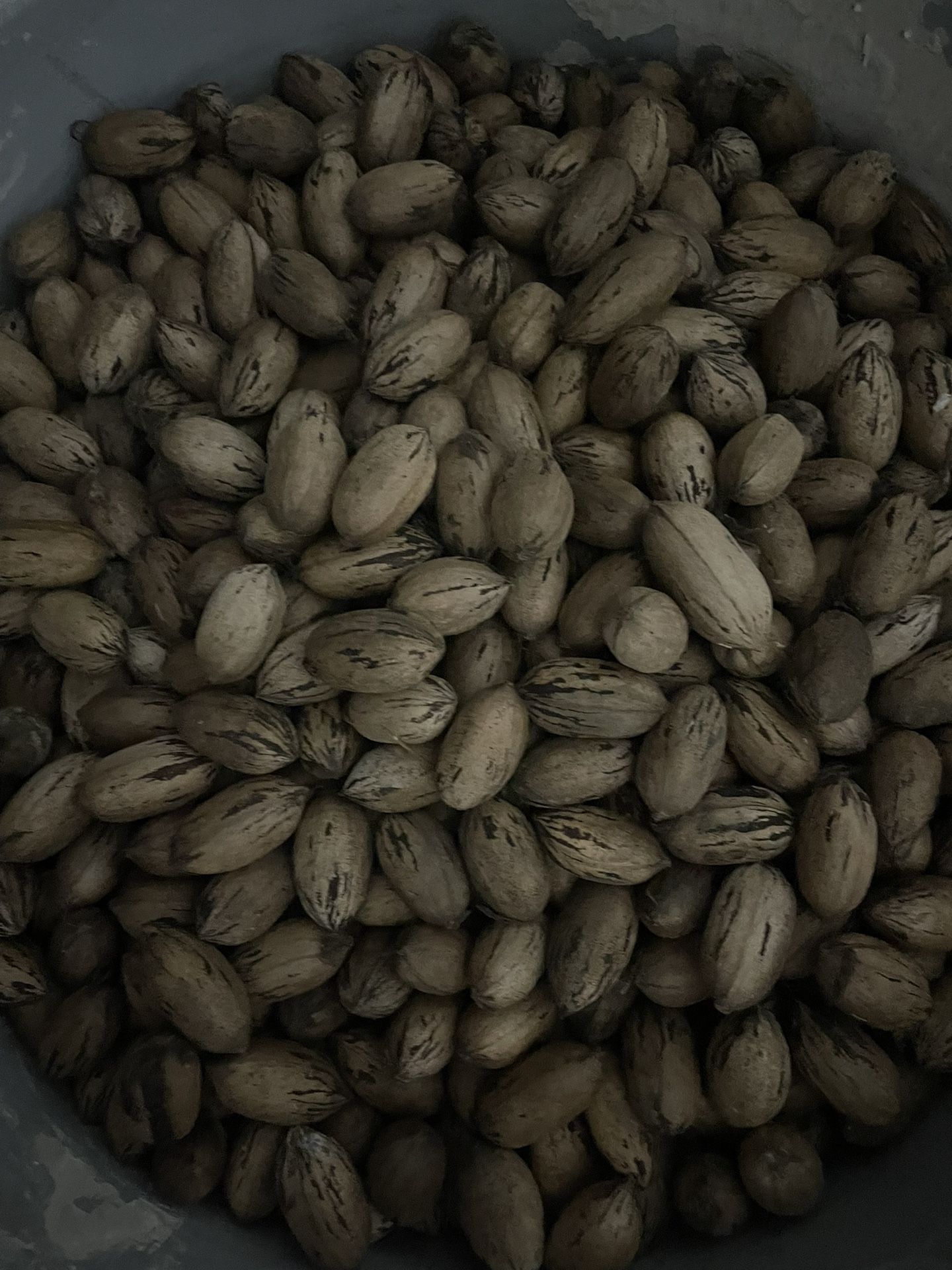 Pecans