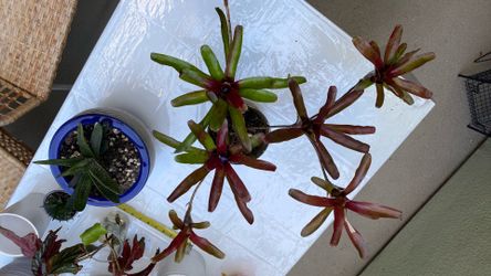 Plant