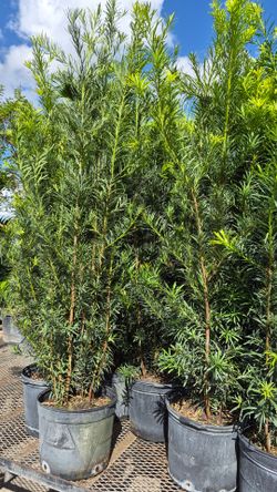 Huge Podocarpus Plants 5 feet Tall. Instant privacy