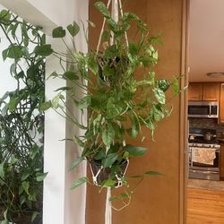 Hanging Macrame With 2 Plants 