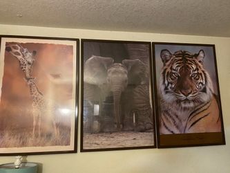 3 safari style posters on frame ! Beautiful