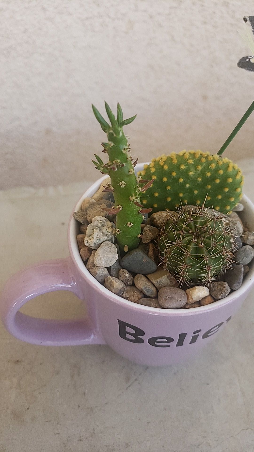 Plantas
