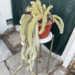 Monkey Tail Cactus Plant, In 10 Inch Hanging Pot Pick Up Only