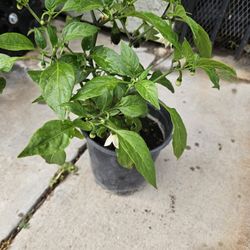 1 Galon Chile Jalapeño 