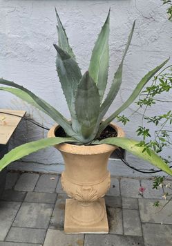 Sturdy large agave plant in decorative urn planter. Plant healthy, leaves spiky. Planter has nice details.

Pick up in San Jose 95121 area