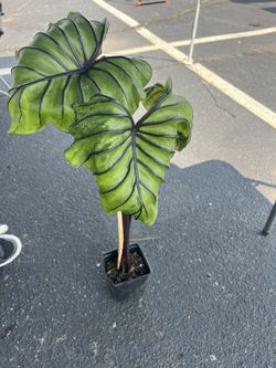 Pharaohs Mask Calocasia Plant