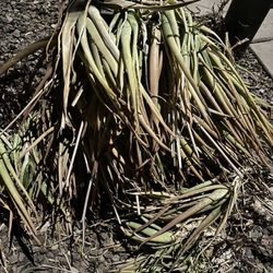 free alovera plants. 