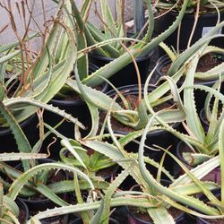 Aloe Popcorn Variegated 3-g 