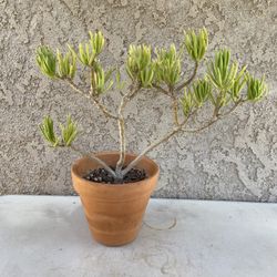 15” Bonsai Style Lemon Bean Bush Tree/Senecio barbertonicus