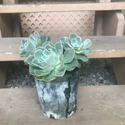 Succulents