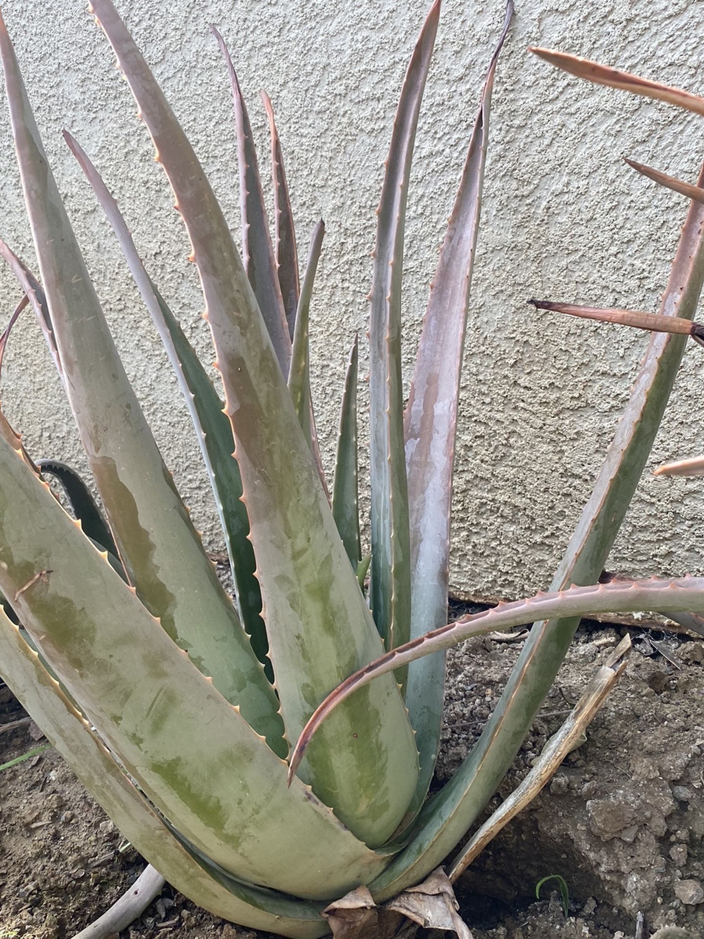 Medium Size Aloe Vera Plant