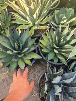 Blue glow agave