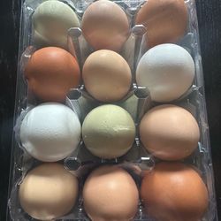 Hatching eggs