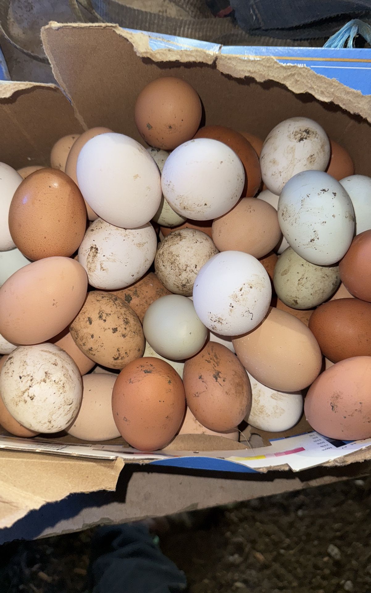 Eggs For Sale $8 Of Dozen