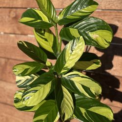 Golden Mosaic Never-Never Plant: ‘Golden Mosaic’ (Ctenanthe lubbersiana)