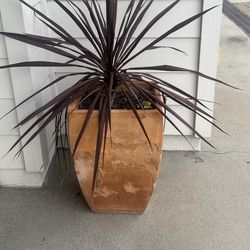 2 spots plant Terracota nice condition good for designing garden patio porch etc. Mesusment 20"1=2. 14"