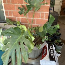 Huge Blowout Sale Clearance On All Plants