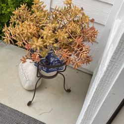 SUCCULENT AND STAND
