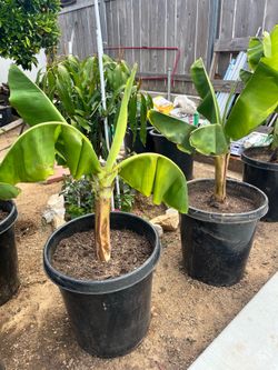 Banana plant 25 gal pots
