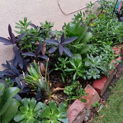 🪴🌺Plant Lovers  💛💚❤️