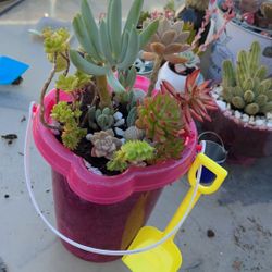 Succulent Arrangements 