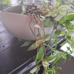 Plant In White Planter