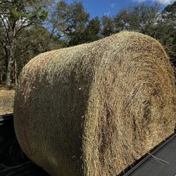 Hay Feed For Horse And Cattle