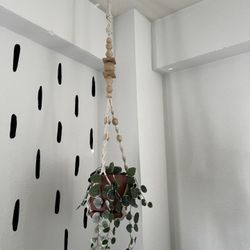 Macrame Hanging Plant Holder With Plant 