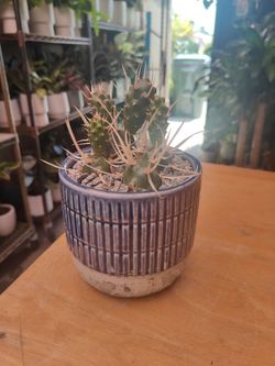 Paper Spine Cactus