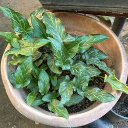 Plant Flower 