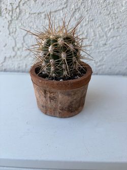 Trichocereus Tarijensis Poco