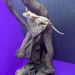 Crested Gecko Toys