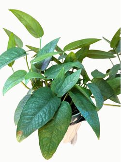 Cebu Blue Plant - 4inch Trailing 🌿