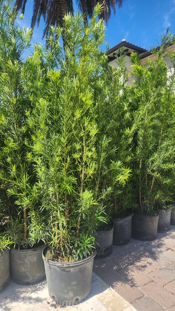 Spectacular Podocarpus Plants For Privacy!!! About 6 Feet Tall! Fertilized 