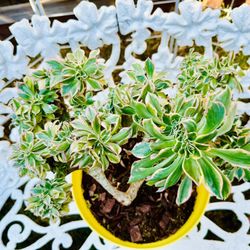 Rare Crested Sunburst Succulent Plant 