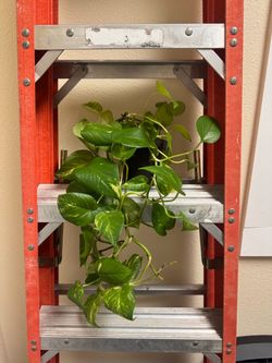 Golden Pothos Live Plant in Black Pot