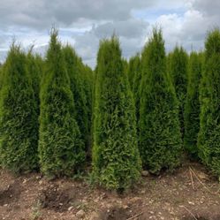 Privacy Trees For Sale! Free Delivery  