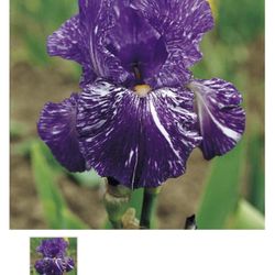 Purple Iris 