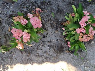 Crown of Thorns (variety)