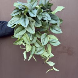 6” scindapsus moonlight