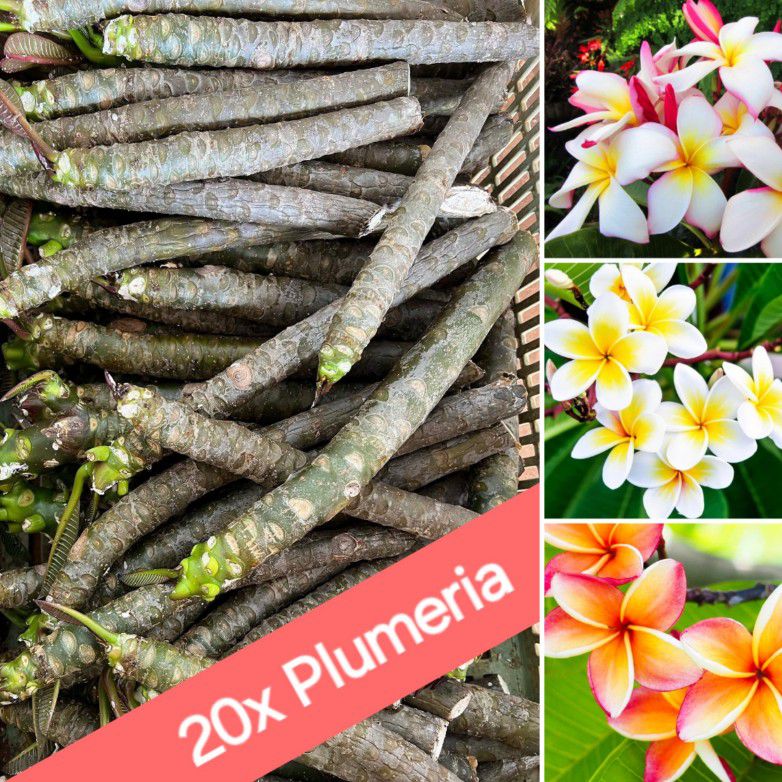 20x Plumeria Cuttings w/ Tropical Pink, White, Yellow & Orange Flowers. 🌺🌿